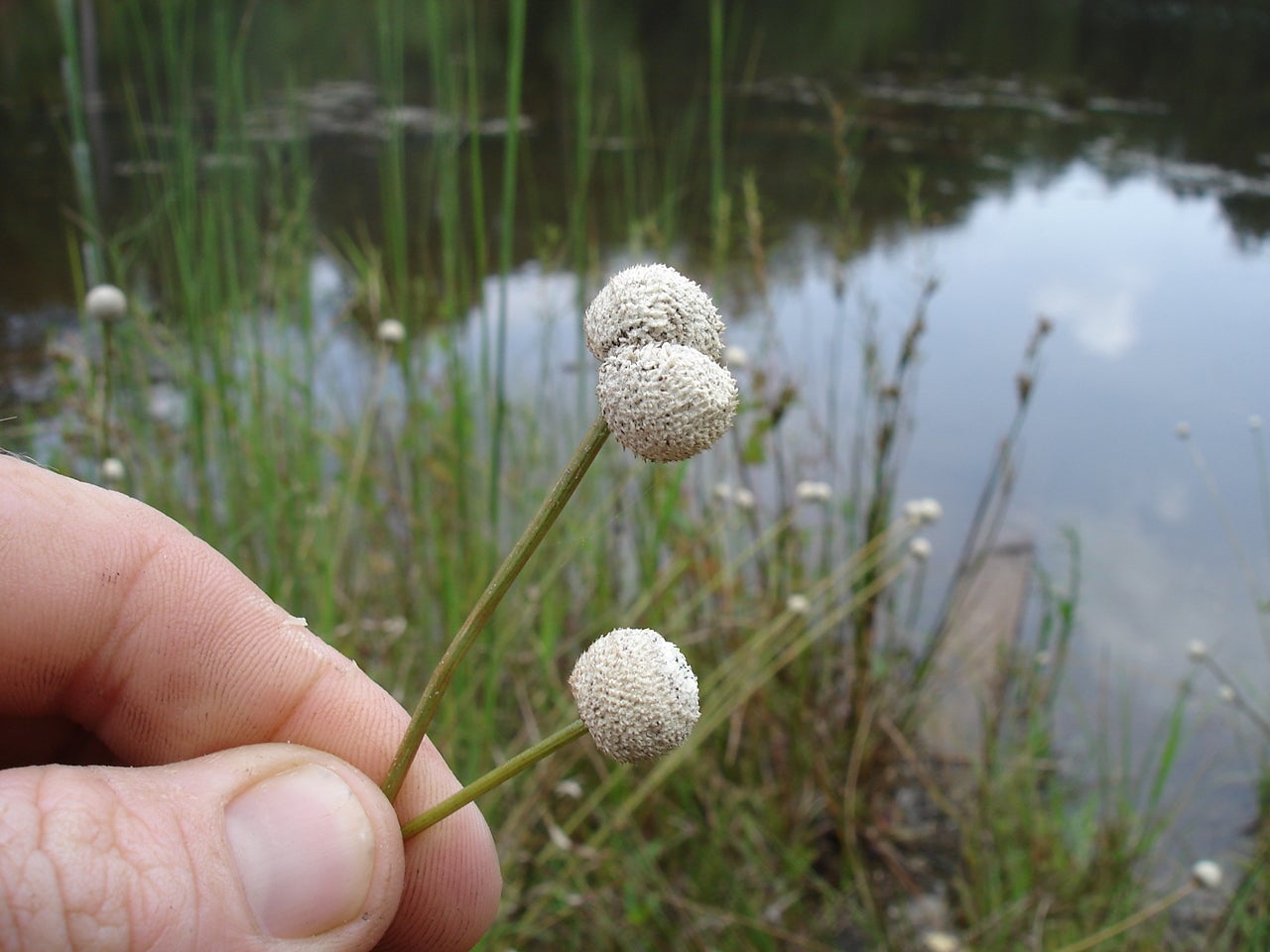 Hatpins%201.JPG