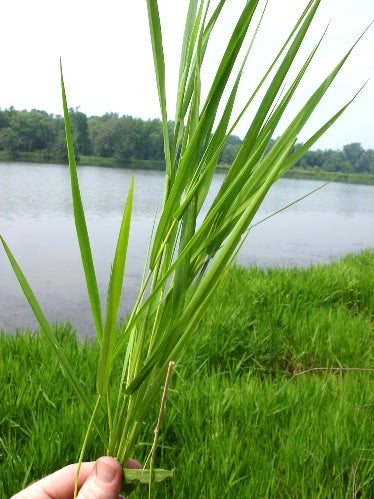 Maidencane%201.JPG