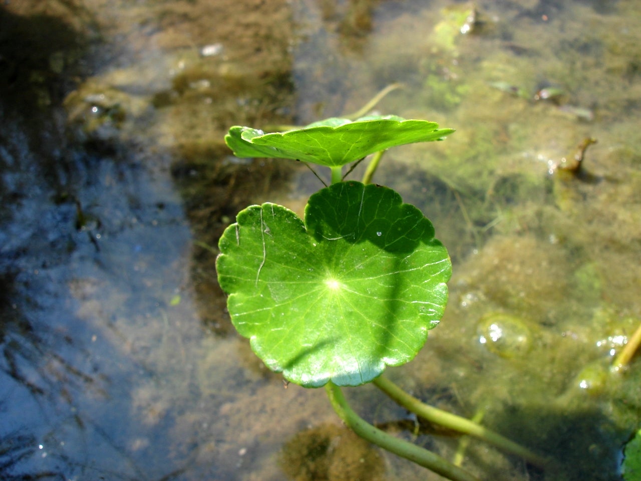 Marsh%20Pennywort%201.JPG