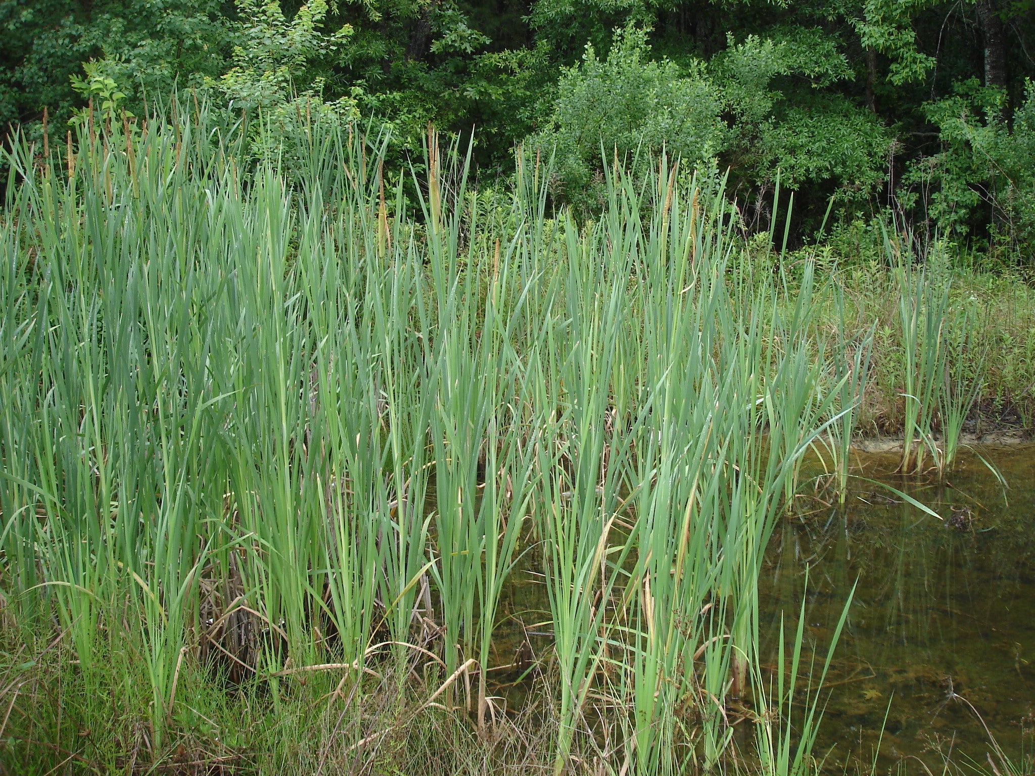 Narrow-leaf%20Cattail%201.JPG