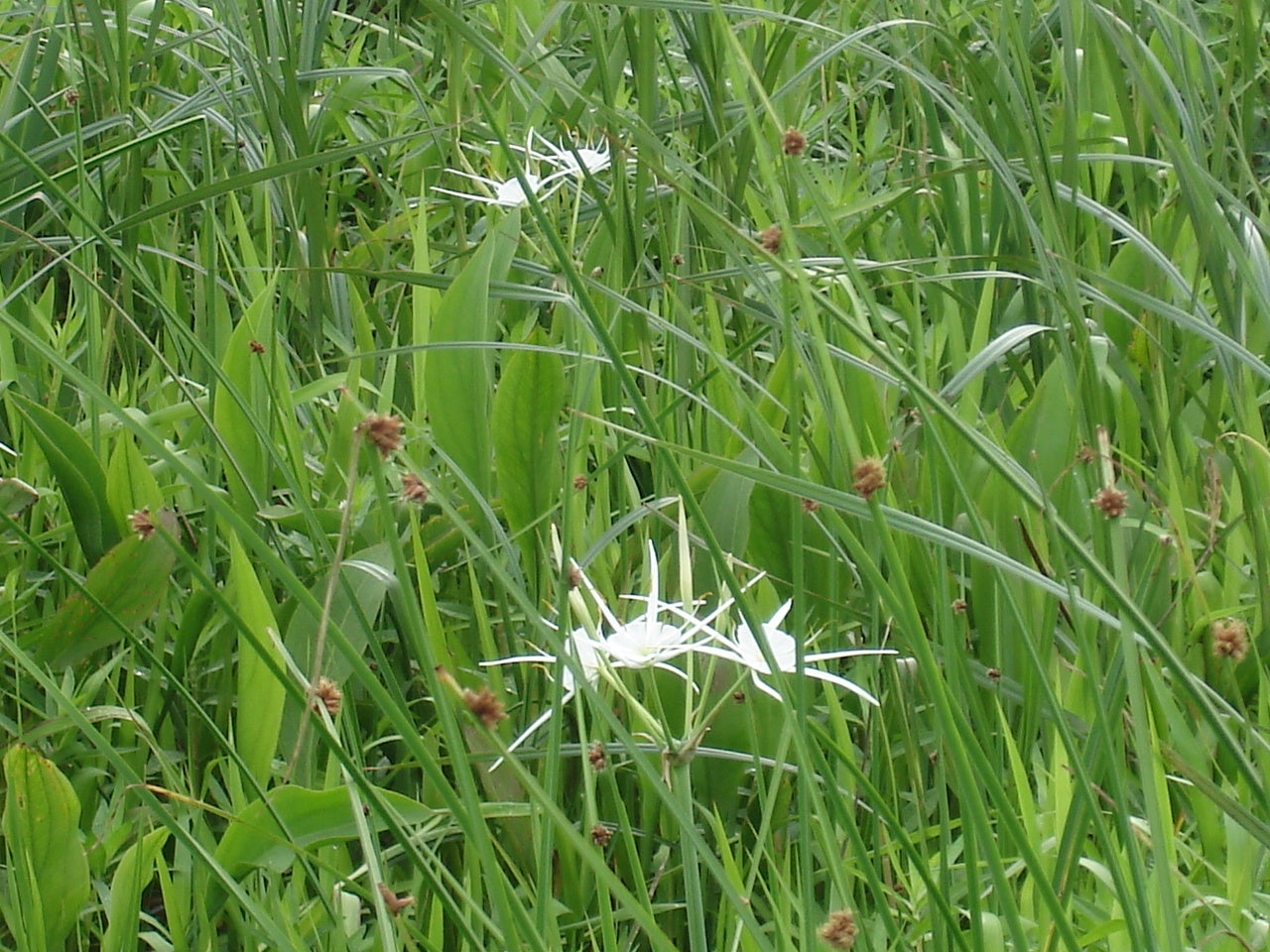 Spider%20Lily%201.JPG